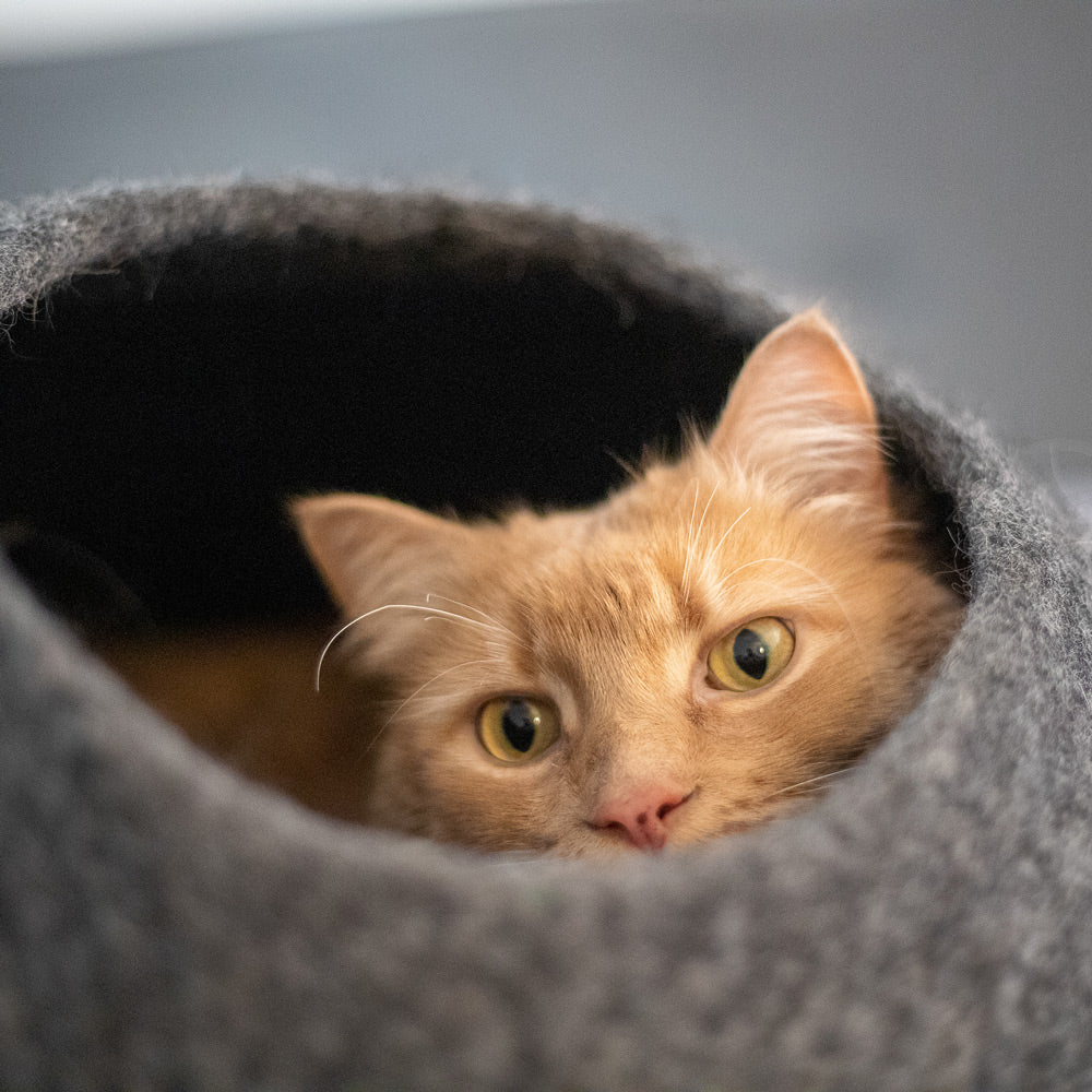 Horizon Cat Cave