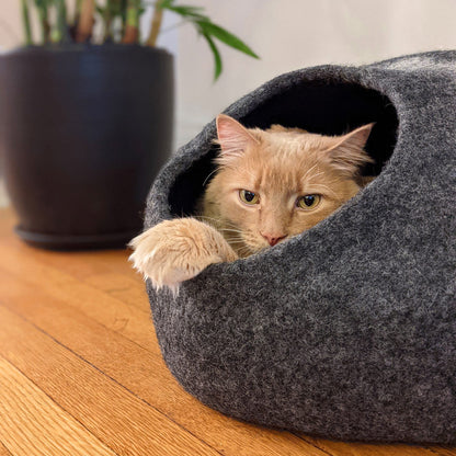 Horizon Cat Cave