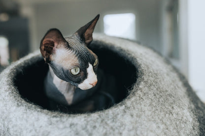 Skyline Cat Cave
