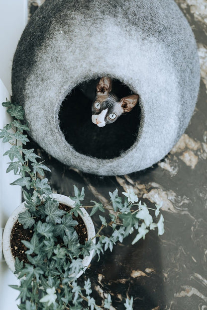 Skyline Cat Cave